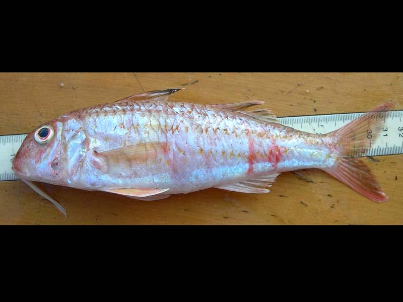Modal: One of two striped red mullet caught offshore of Point Lynas, North Wales.