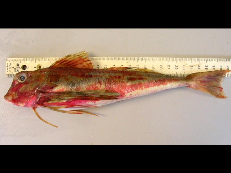 Modal: A male (stage 4) streaked gurnard caught in a trawl, measuring 29.2cm long and 269g in weight.