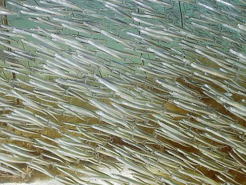 Modal: Large shoal of sand eels.