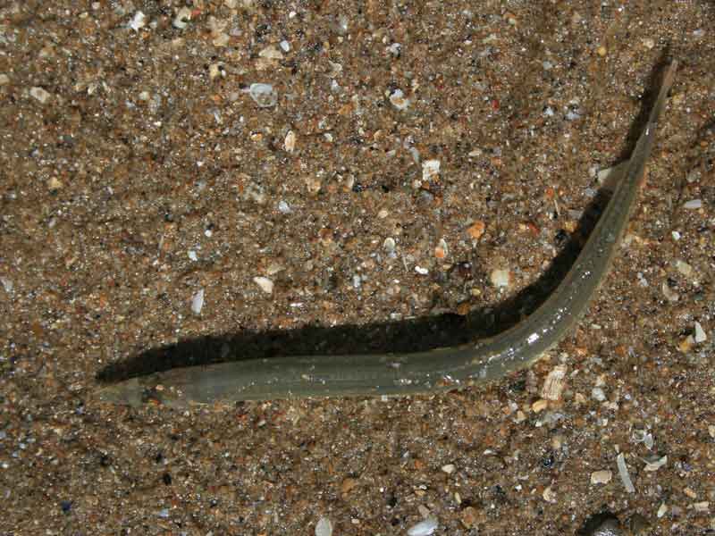 Image: Live Ammodytes tobianus on the shore - dorsal view.