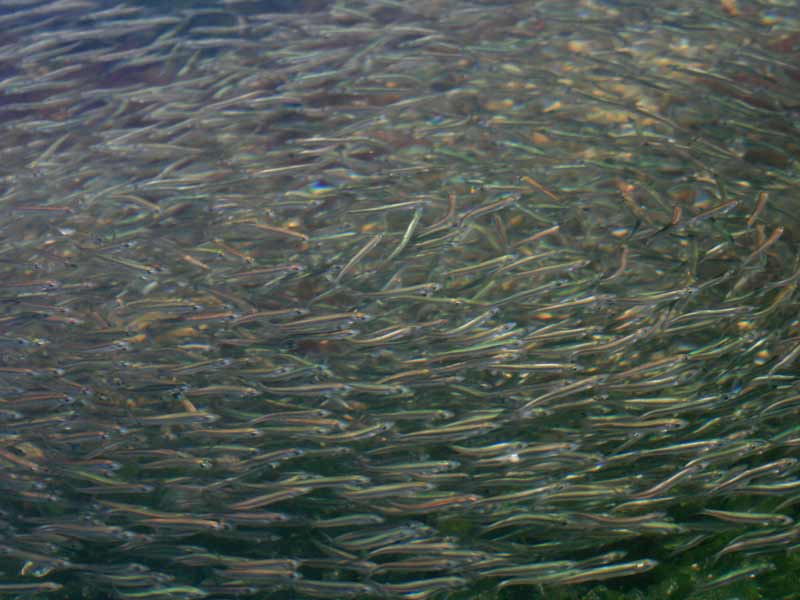Image: Ammodytes tobianus shoal in a rockpool - close up view.