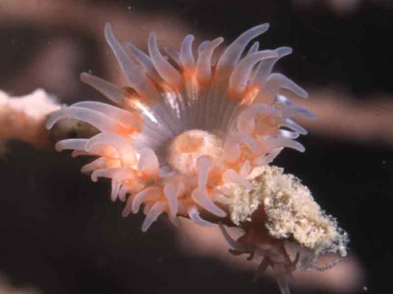 Modal: Sea fan anemone on <i>Eunicella verrucosa</i>.