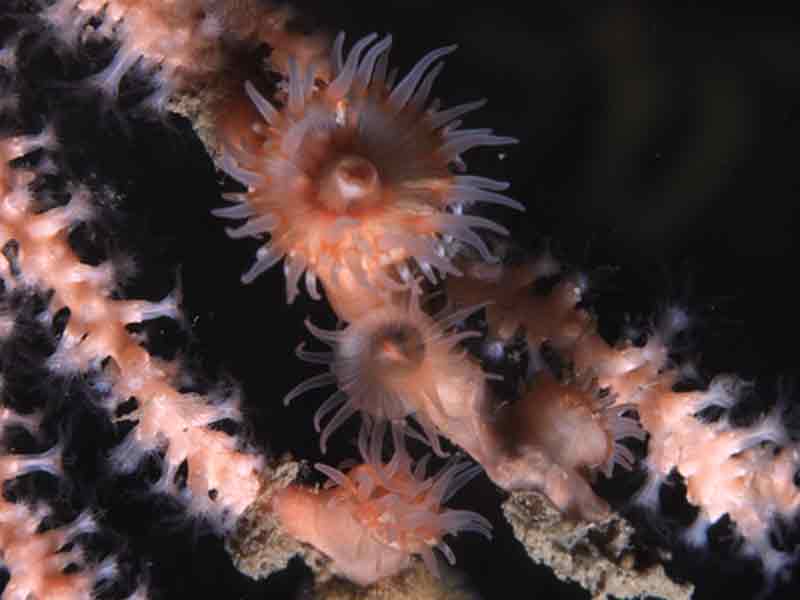 Image: Group of sea fan anemones on Eunicella verrucosa.