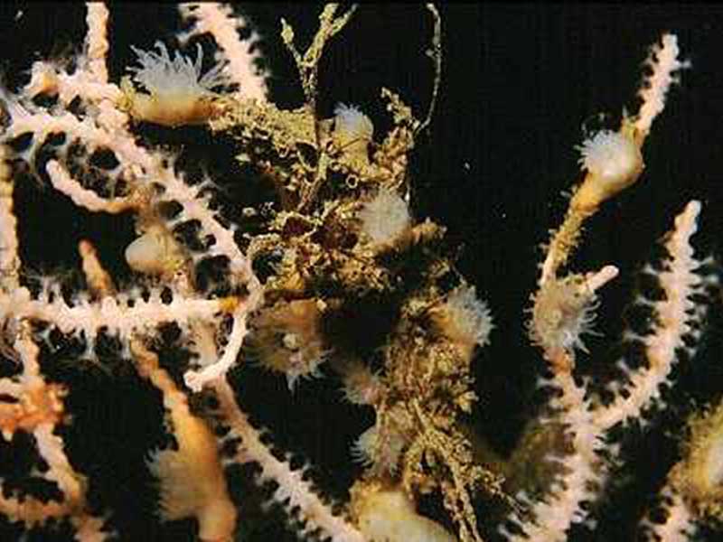 Amphianthus dohrnii polyps on branches of sea fan.