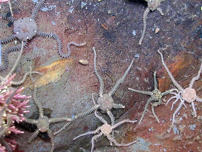 A group of Amphipholis squamata on a rocky shore.