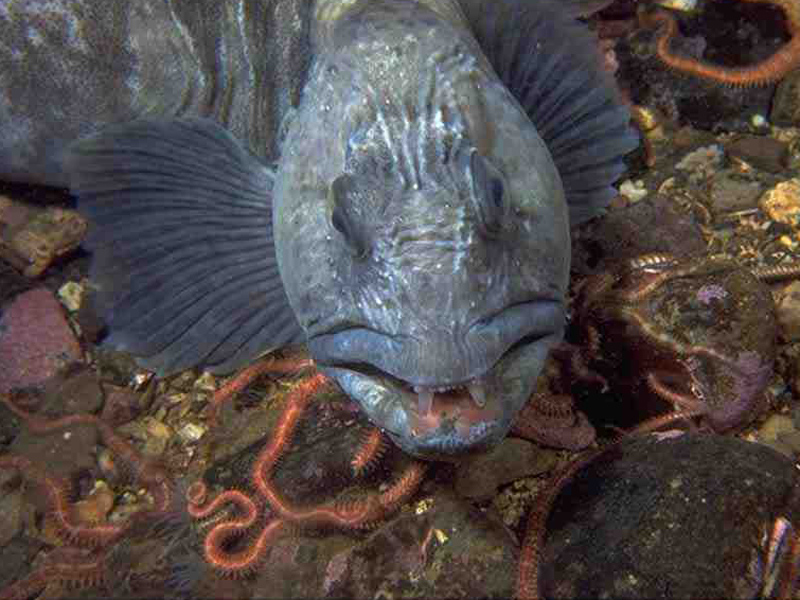 Image: Head and pectoral fin of Anarhichas lupus.