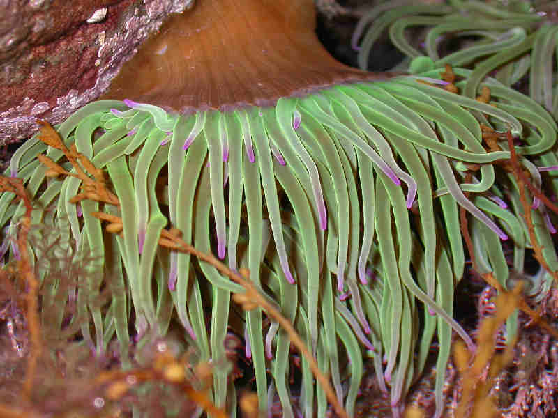 Image: Anemonia viridis.