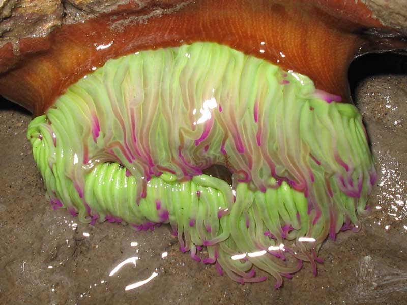 Image: Green and pink-tipped Anemonia viridis at low tide.