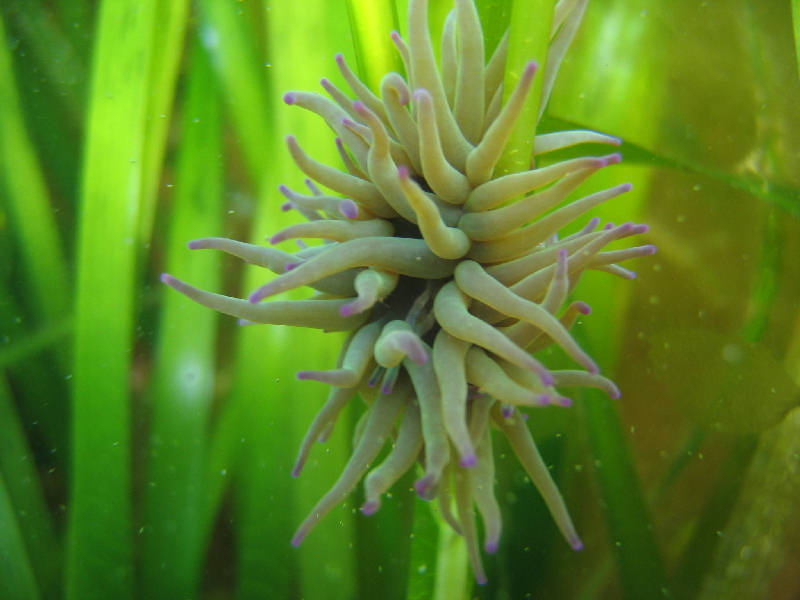 <I>Anemonia viridis</I> attached to eelgrass.