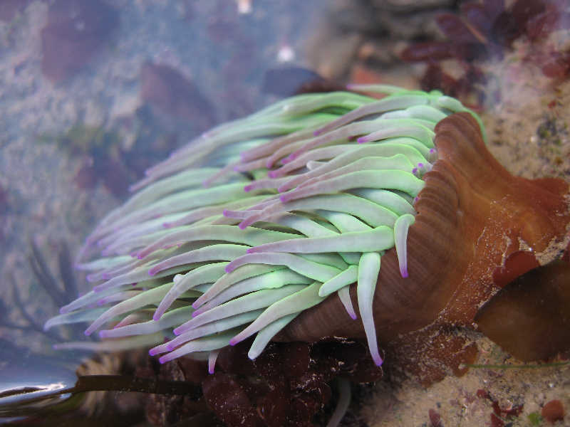Image: Snakelocks anemone in rockpool.