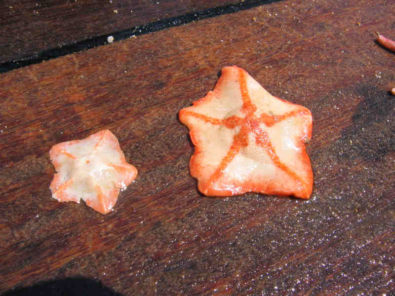 Anseropoda placenta specimens, larger specimen approximately 15 cm long.