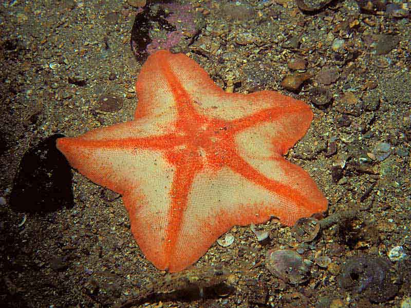 Anseropoda placenta - at Lunga, Firth of Lorne, west Scotland.