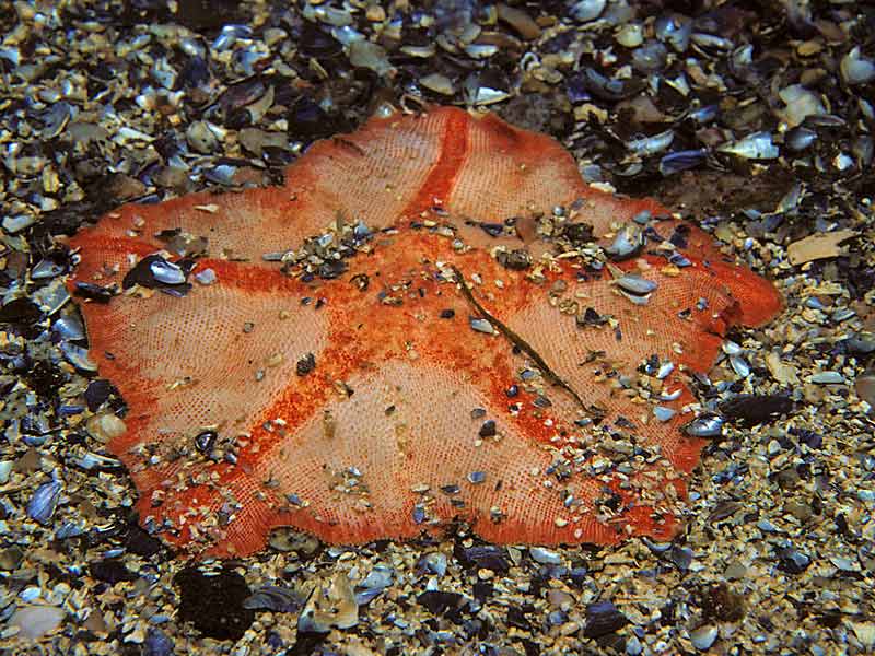 Anseropoda placenta - slightly burried at Bo na Surraig, Loch Tealasavay, west Scotland.