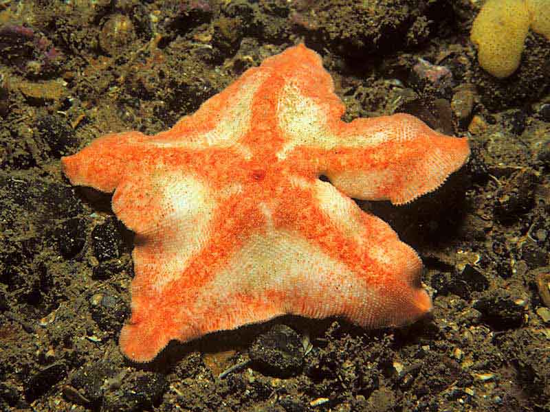 Anseropoda placenta - Rathlin Island, County Antrim, Northern Ireland.