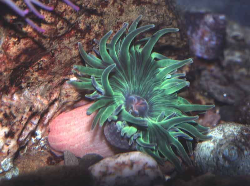 Modal: A variety of <i>Anthopleura ballii</i> with a green disc and tentacles, showing speckled column.