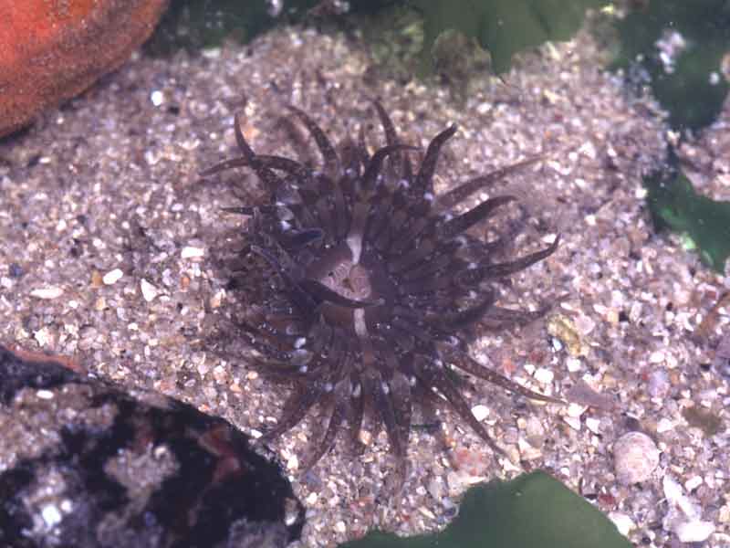 Anthopleura ballii on sediment covered rock.