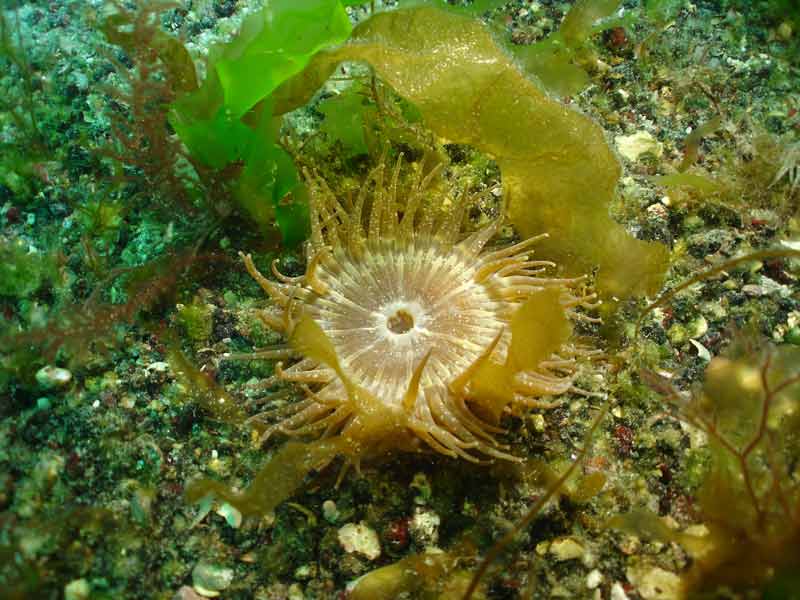 Modal: <i>Anthopleura ballii</i> on a sublittoral seabed.