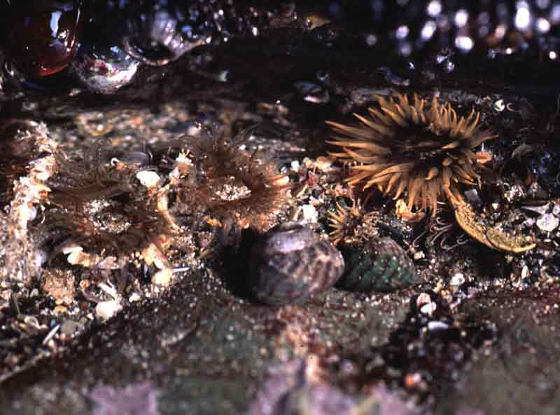 Anthopleura thallia in a shallow rockpool.