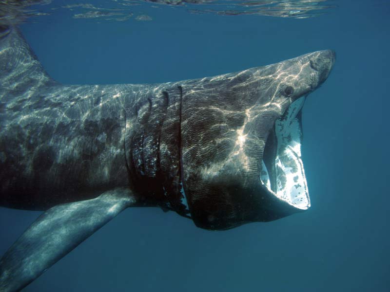 Modal: Basking shark feeding near the surface.