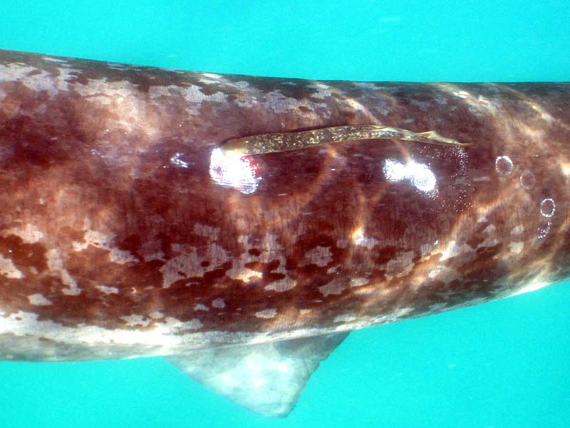 Modal: A sea lamprey attached to a basking shark.