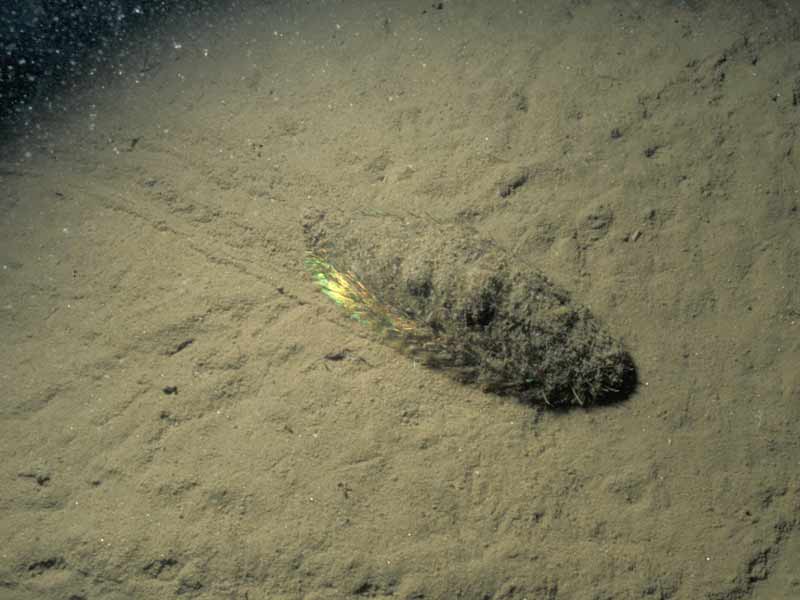 Image: Aphrodita aculeata on seabed.