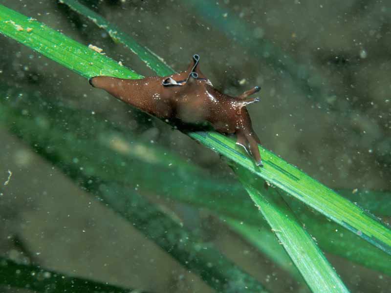 Modal: The sea hare <i>Aplysia punctata</i> on leaves of <i>Zostera marina</i>.