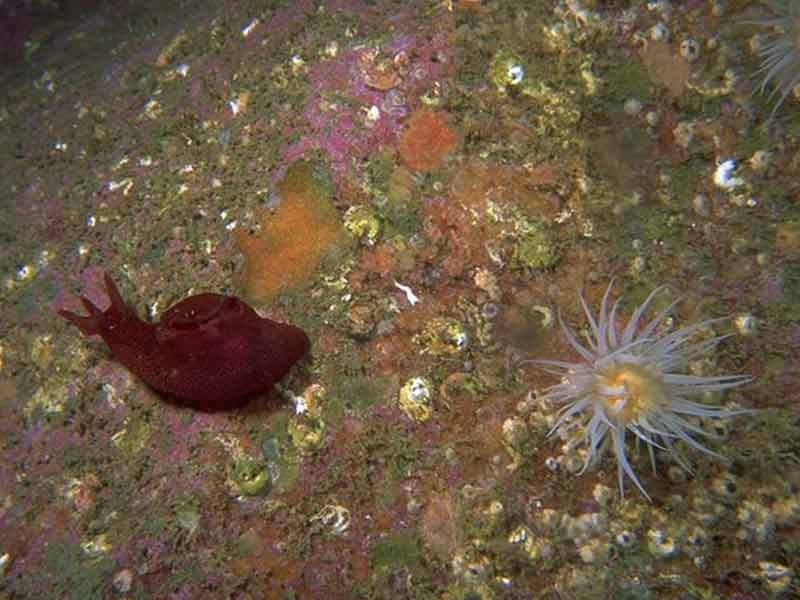 Aplysia punctata (left hand side) with Actinothoe sphyrodeta.