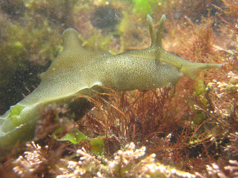 Modal: <i>Aplysia punctata</i> in a rockpool at Batten Bay, Plymouth.
