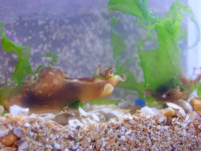 Aplysia punctata in a laboratory.