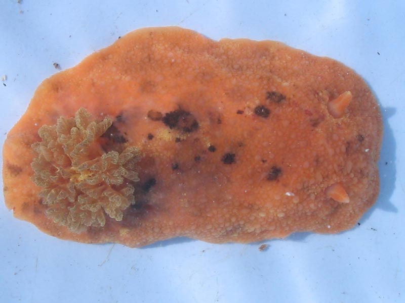 Modal: An orange <i>Archidoris pseudoargus</i> specimen.