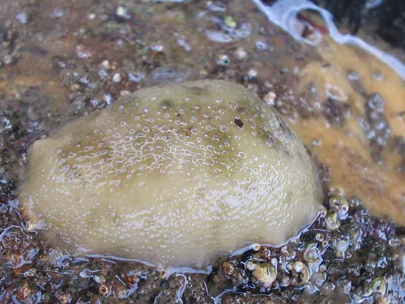 Modal: A pale <i>Archidoris pseudoargus</i> at low tide.