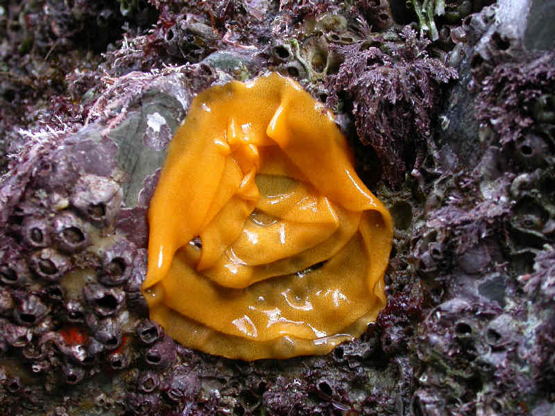 Modal: The egg ribbon of the sea lemon <i>Archidoris pseudoargus</i>.