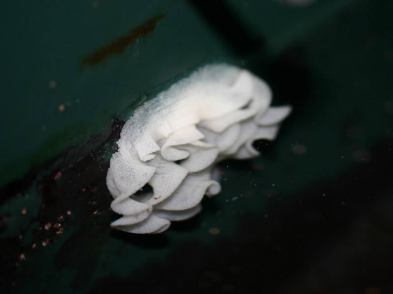 Modal: <i>Archidoris pseudoargus</i> eggs in a laboratory tank.