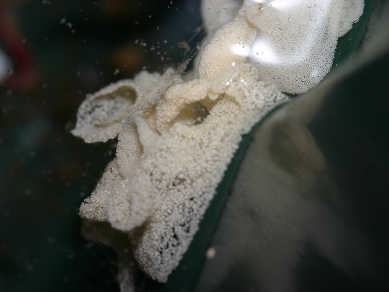 [arcpse7]: Close up view of <i>Archidoris pseudoargus</i> eggs in a laboratory tank.