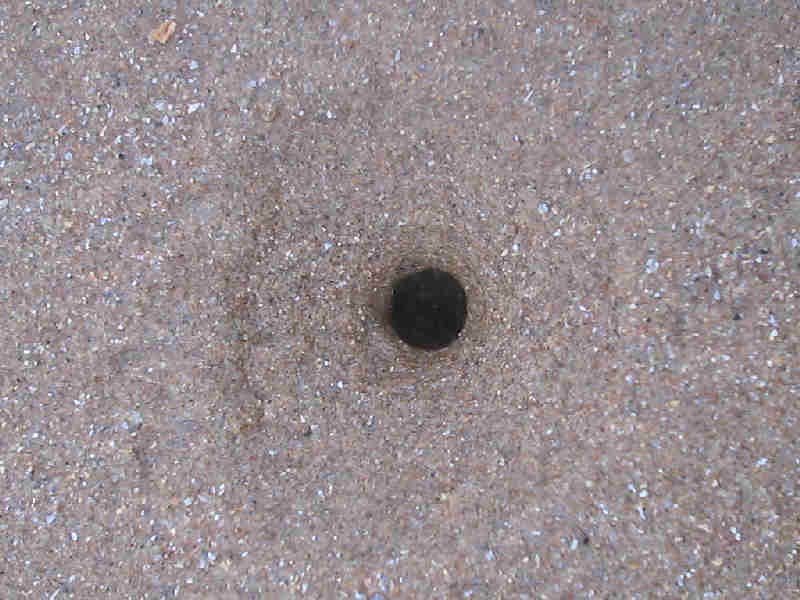 Modal: <i>Arenicola marina</i> burrow entrance.