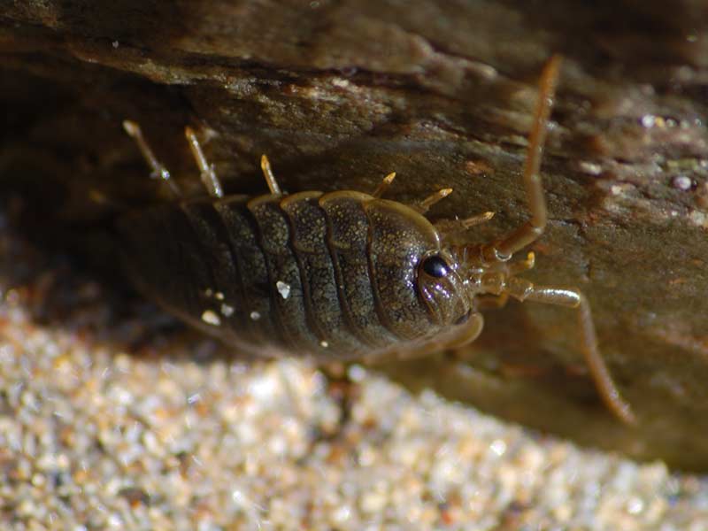 A sea slater emerging from a rock.