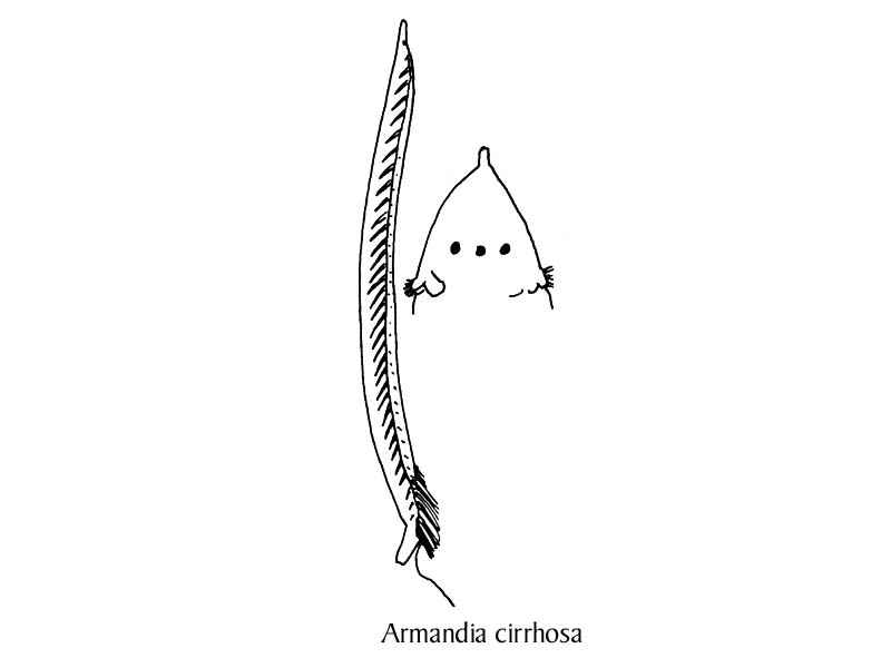 Modal: Line drawing of <i>Armandia cirrhosa</i>.