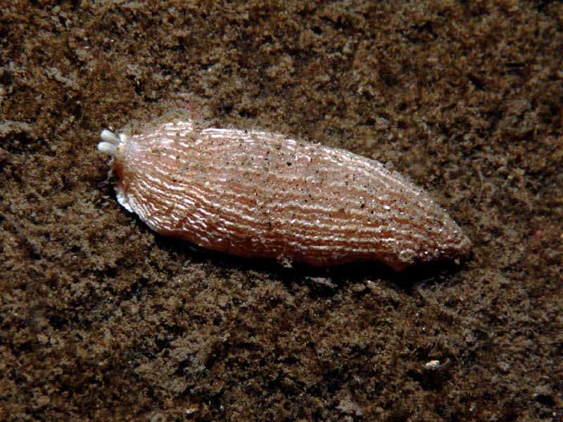 Modal: The sea slug <i>Armina loveni</i>.