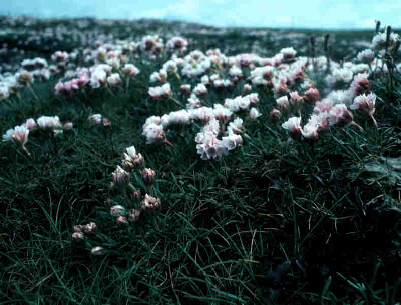 Thrift growing on saltmarsh.