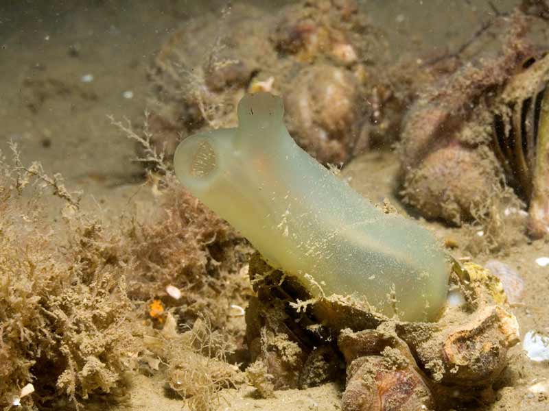 Modal: Lone <i>Ascidia conchilega</i> on a silty seabed.