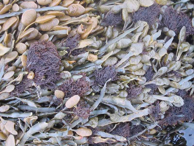 [ascnod10]: <i>Ascophyllum nodosum</i> with the red seaweed <i>Polysiphonia lanosa</i>.
