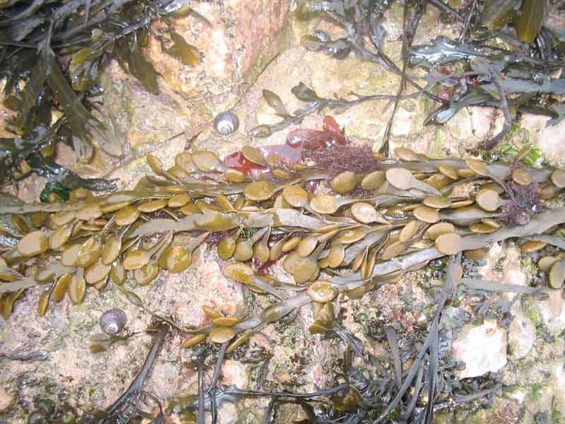 Light brown Ascophyllum nodosum on an intertidal rock.