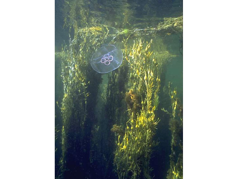 Modal: <i>Ascophyllum nodosum</i> at high tide with <i>Aurelia aurita</i>, the moon jellyfish.