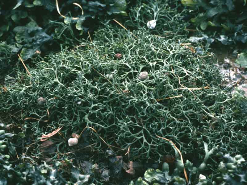 Image: Free-living Ascophyllum nodosum mackaii plant amongst upper shore fucoids.