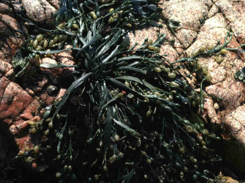 Image: Isolated growth of Ascophyllum nodosum on rock.