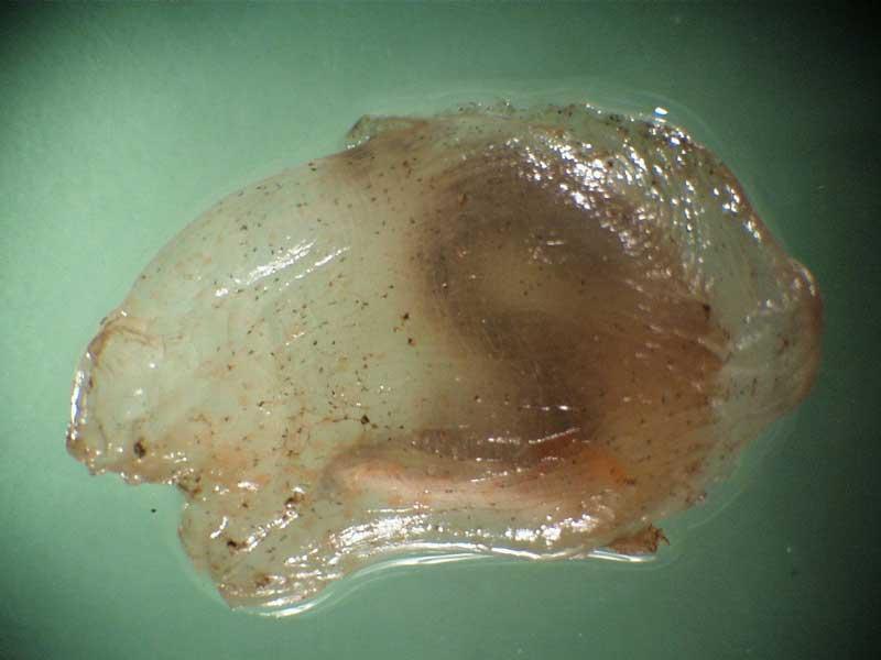 Modal: <i>Ascidiella scabra</i>.