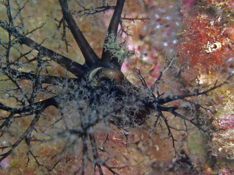 Modal: Dark feeding tentacles of <i>Aslia lefevrei</i>.