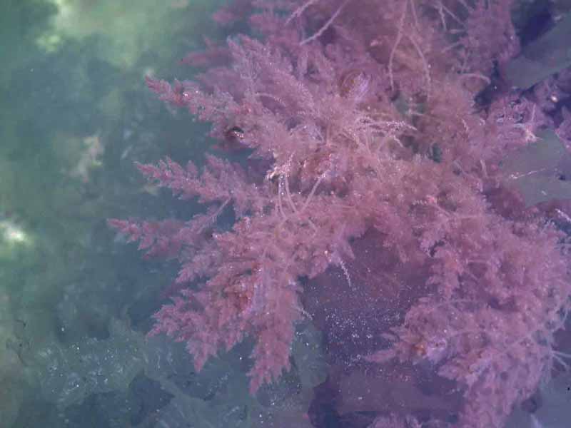 Asparagopsis armata at English Island Point.