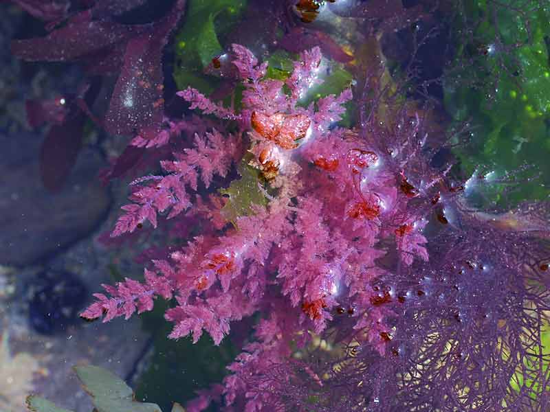 Asparagopsis armata at Wembury Point.