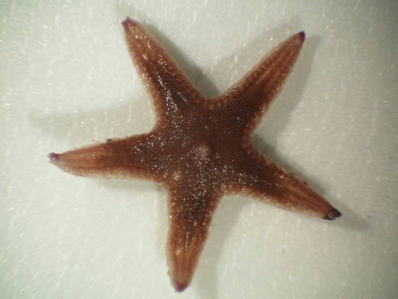 Close up of Astropecten irregularis in a laboratory.